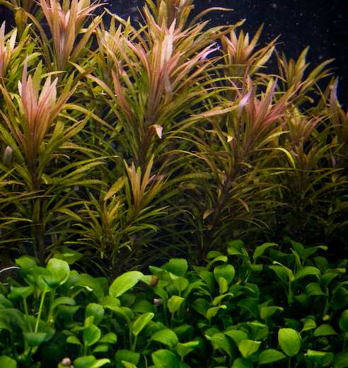 Anubias and Rotala